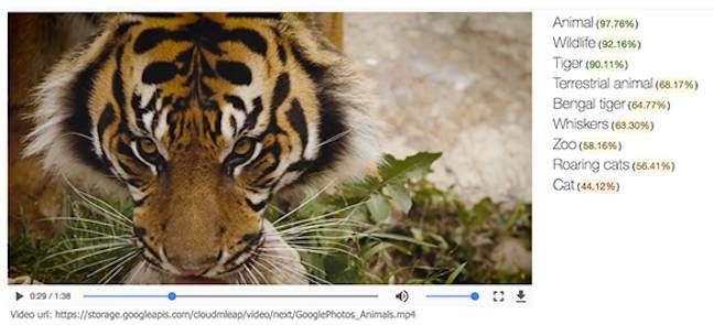 tiger google