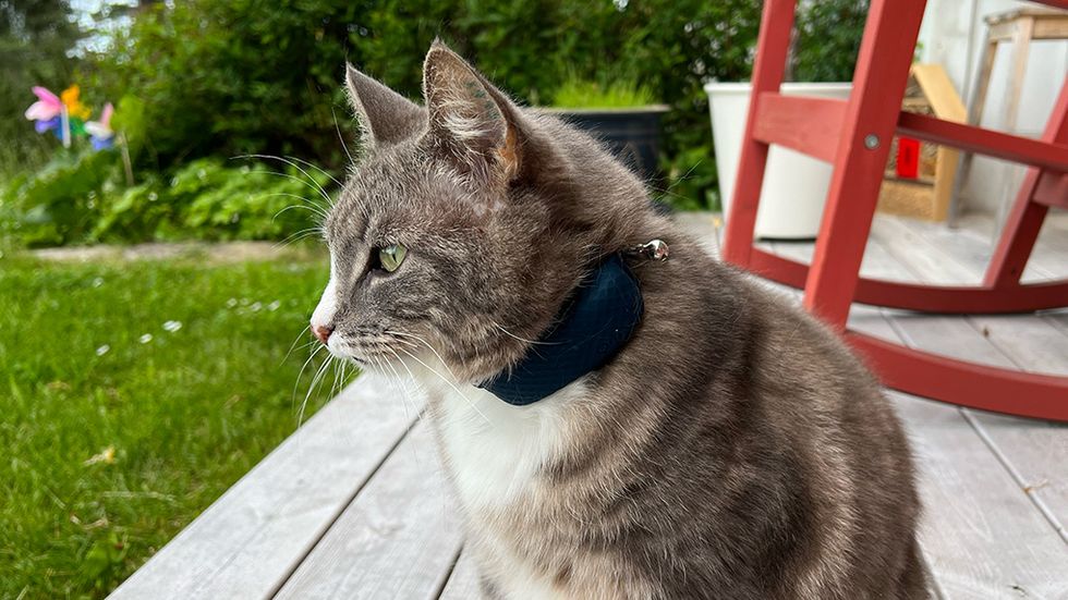 Katt med gps-tracker från Tractive i halsbandet.