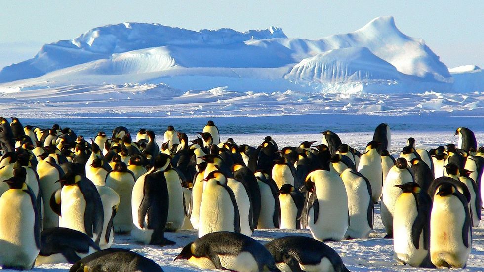 antarctica emperor-penguins-g9b417741b_1920